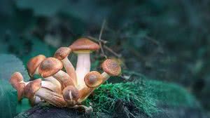 Foto: Reprodução/Pixabay