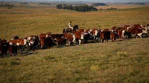 Imagem Dono de touro é condenado a indenizar fazendeiro atacado com coices e cabeçadas