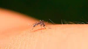 Foto: Reprodução/Pixabay