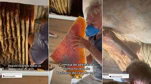 Imagem Vídeo: abelhas formam colmeia gigante dentro de forro do banheiro de casa