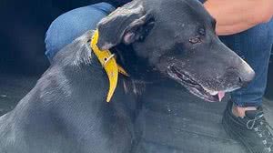 Imagem Cão usado como doador de sangue no HVT é resgatado pela Polícia