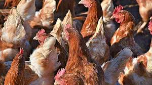 RitaE/Creative Commons