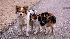 Imagem Período de férias é marcado pelo abandono de animais de estimação em ruas e rodovias