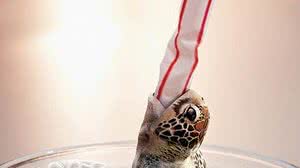 Imagem Governo do RN sanciona lei que proíbe uso de canudos de plástico