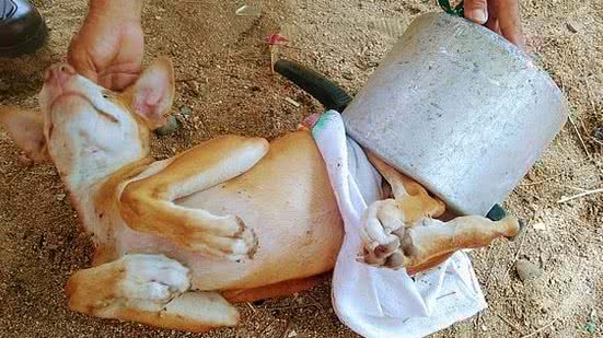 Divulgação / Corpo de Bombeiros