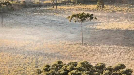 Reprodução / Mychel Legnaghi do São Joaquim Online