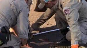 A captura do animal mobilizou quatro bombeiros | Foto: Reprodução/CB-MS