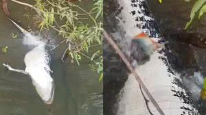 Reprodução/Twitter