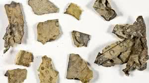 Shai Halevi/Israel Antiquities Authority