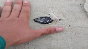 Imagem Óleo em praia do RJ não é compatível com petróleo que atinge o Nordeste