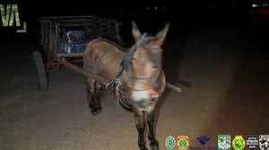 Divulgação / Polícia Federal