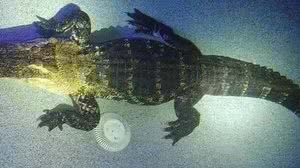 O jacaré pesava 250 kg e media 3,3 m de comprimento | Foto: Reprodução/Charlotte County Sheriff