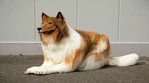 Divulgação / Zeppet