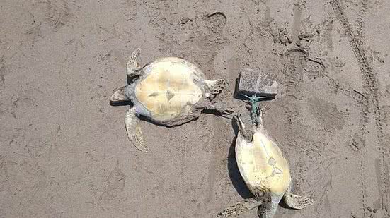 As espécies são protegidas por lei e estão ameaçadas de extinção na natureza | Biota