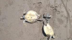 As espécies são protegidas por lei e estão ameaçadas de extinção na natureza | Biota