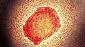 Science Photo Library / BBC News Brasil