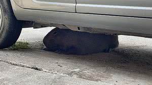 Foto: Bruno Protásio/TV Pajuçara