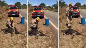 Divulgação / Corpo de Bombeiros