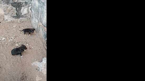 Filhotes foram resgatados por guarnição do Corpo de Bombeiros | Ascom CBM