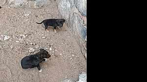 Filhotes foram resgatados por guarnição do Corpo de Bombeiros | Ascom CBM