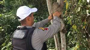 Após o resgate, militar devolve o animal ao habitat natural | Divulgação / BPRv