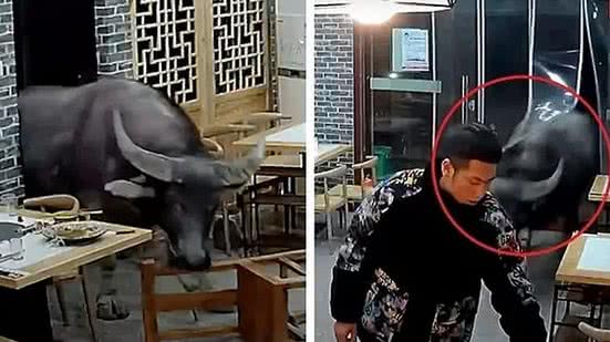 Búfalo invade restaurante na China e atinge homem em cheio | Foto: Reprodução de vídeo