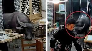 Búfalo invade restaurante na China e atinge homem em cheio | Foto: Reprodução de vídeo