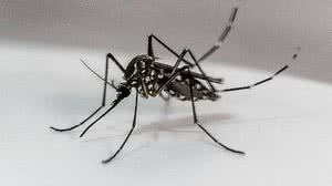 Mosquito Aedes aegypti fotografado em laboratório. O mosquito é transmissor da dengue, chikungunya e da febre amarela urbana | Fotoarena / Folhapress