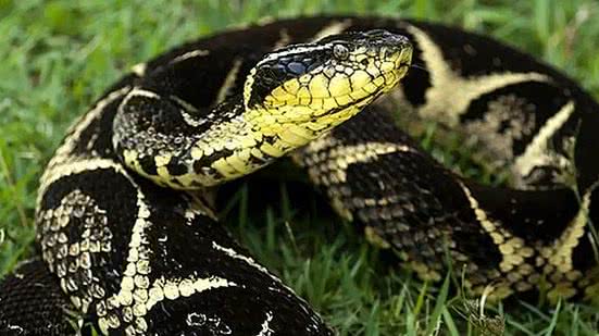 Instituto Vital Brazil