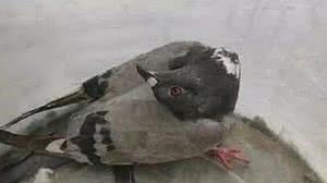 Reprodução / Mirror