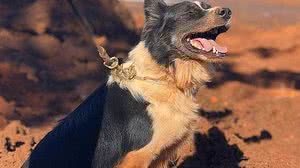 CBM MG / Divulgação