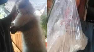 Foto: PCGO/Divulgação