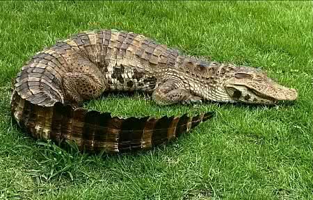 Reprodução / Biosréplicas