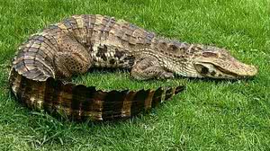 Reprodução / Biosréplicas