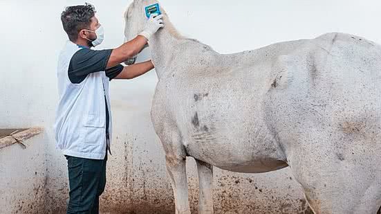 Equinos recebem os cuidados necessários para que a saúde seja assegurada | Foto: Victor Vercant/Ascom SMS
