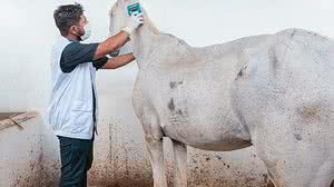 Equinos recebem os cuidados necessários para que a saúde seja assegurada | Foto: Victor Vercant/Ascom SMS