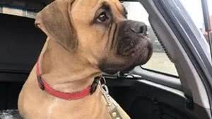 Imagem Cadela percorre 200 quilômetros à procura dos donos que a abandonaram