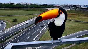 Reprodução / Vídeo