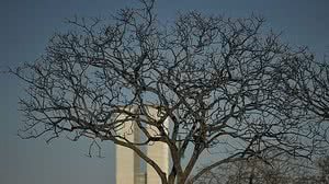 Imagem Com baixa umidade, desfile em Brasília requer cuidados com a saúde