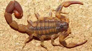 Criança foi picada no pé, no quintal de casa | Foto: Reprodução/Scorpiology