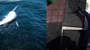 Foto: Reprodução/Redes Sociais