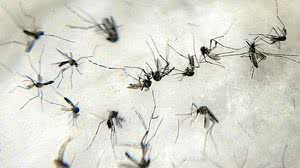 Agência Brasil / Reprodução