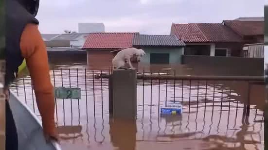 ONGs precisam de mais voluntários que abriguem cães e gatos | Foto: Reprodução / Instagram