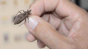 Foto: Divulgação/Sesau-AL