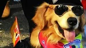 Imagem Cão terapeuta que prestava serviços sociais morre em SP