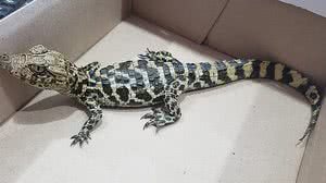 Imagem Menino abandona jacaré em pet shop após pedir remédio para 'bichinho' de estimação em MS