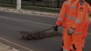 Divulgação / Corpo de Bombeiros