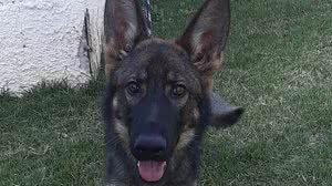 Imagem Cães 'estagiários': conheça a rotina de treinamento dos filhotes no canil da PM