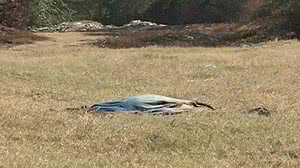 Reprodução TV Pajuçara