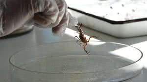 Durante o Verão acidentes com escorpiões tendem a aumentar | Carla Cleto